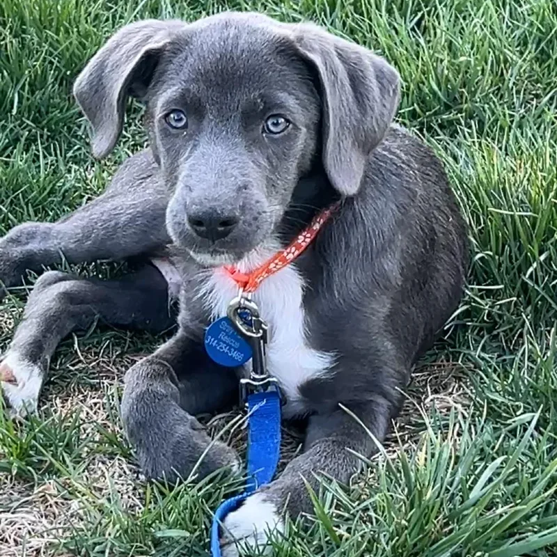 A baby medium-sized male Gray / Blue / Silver Blue Lacy dog named Apollo for adoption in St. Peters, MO