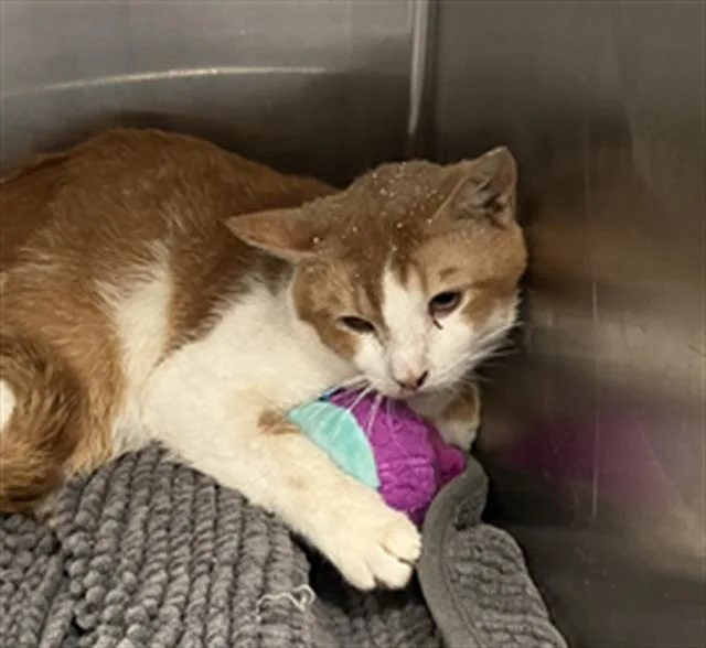 A young large-sized male Domestic Short Hair cat named Red for adoption in Dallas, TX