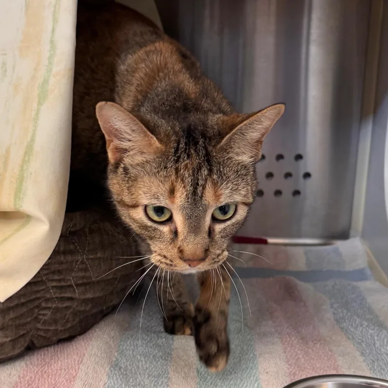 An adult medium-sized female Torbie Domestic Short Hair cat named Juliana for adoption in Lynchburg, VA