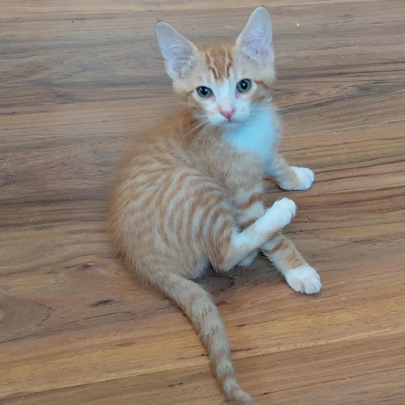 A baby small-sized male Orange / Red Domestic Short Hair cat named Cactus for adoption in Willows, CA