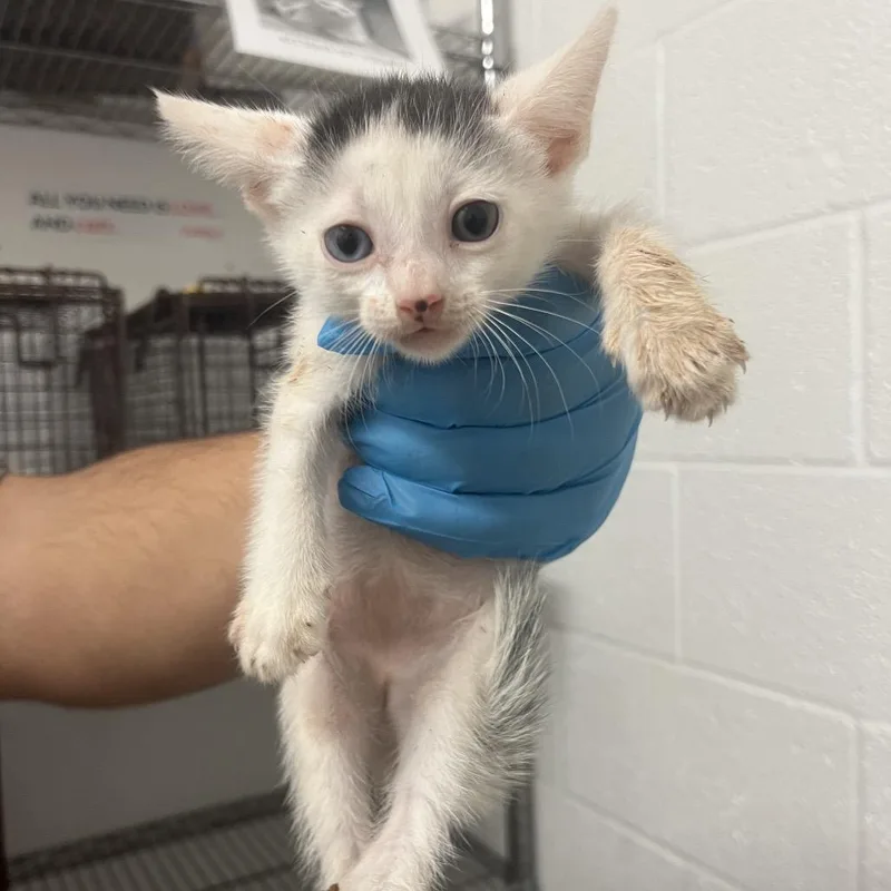 A baby small-sized male White Domestic Short Hair cat named Chippy Dippy for adoption in Edinburg, TX