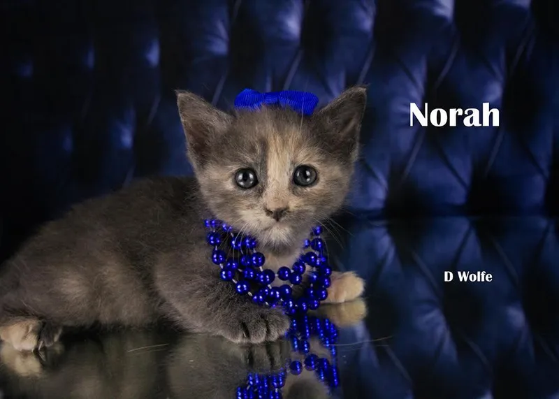 Norah