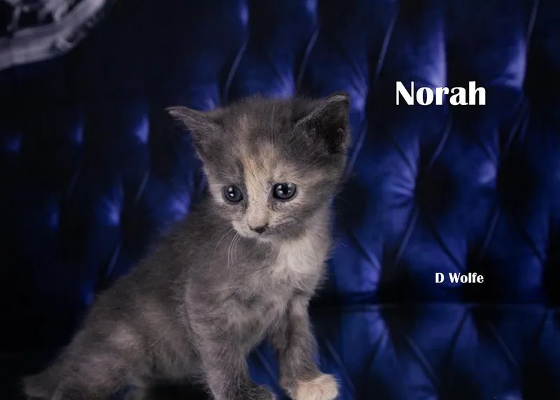 Norah thumbnail 2