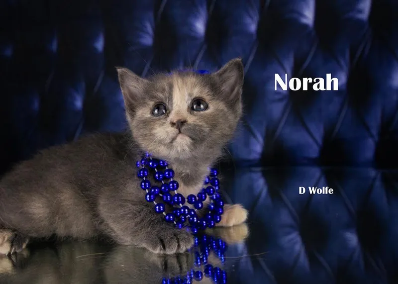 Norah thumbnail 3