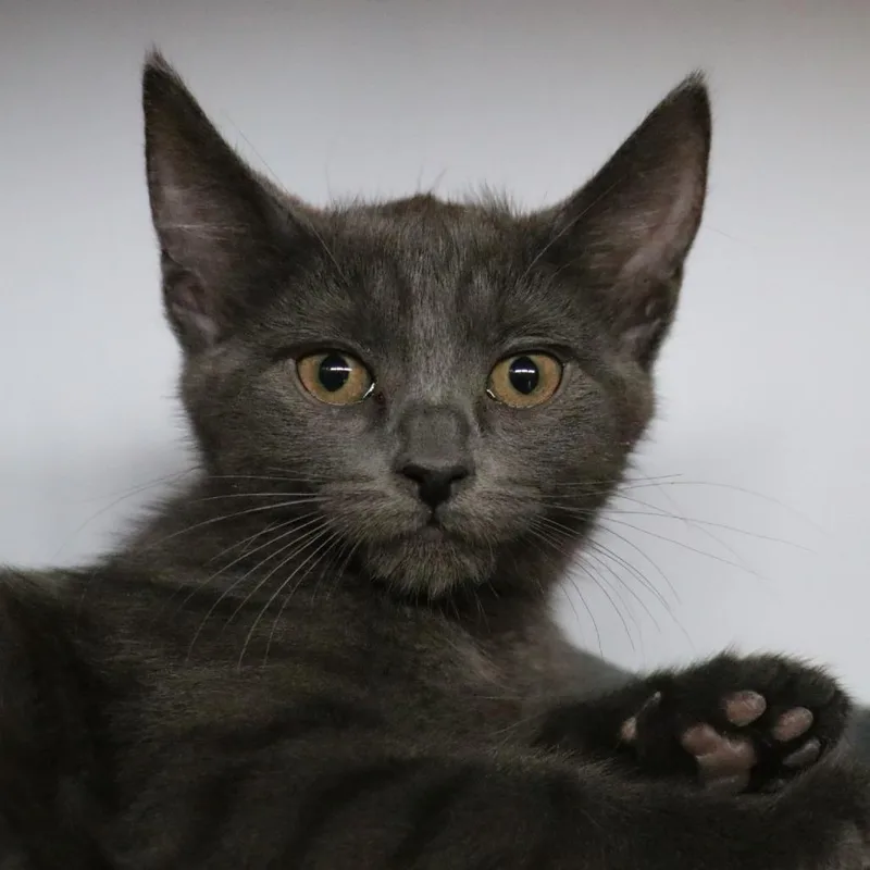 A baby small-sized female Gray / Blue / Silver Domestic Short Hair cat named Jessie for adoption in Sarasota, FL