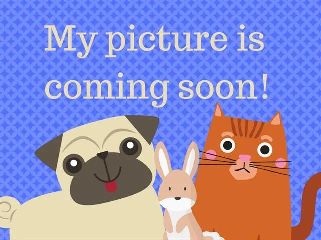 A young small-sized male Domestic Short Hair cat named Jethro for adoption in Fort Wayne, IN