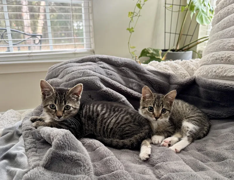 Meatball thumbnail 2