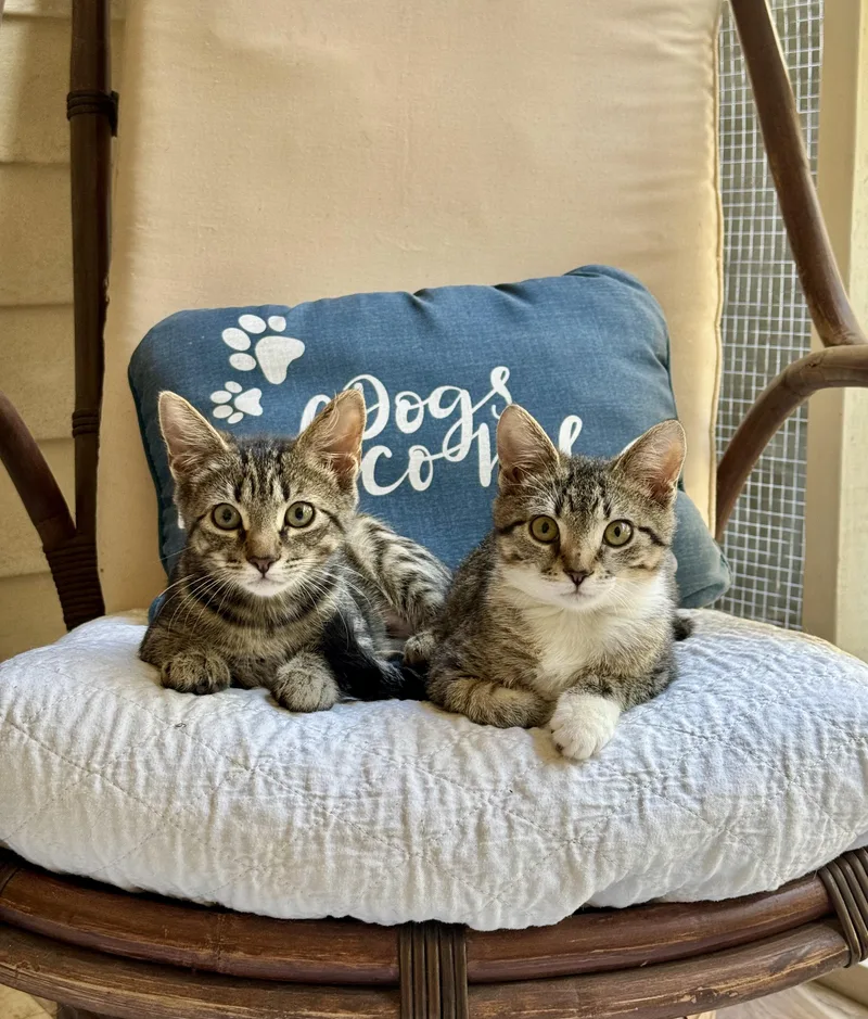 Meatball thumbnail 3