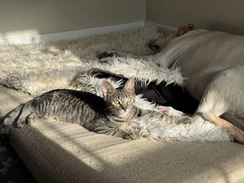 Meatball thumbnail 4