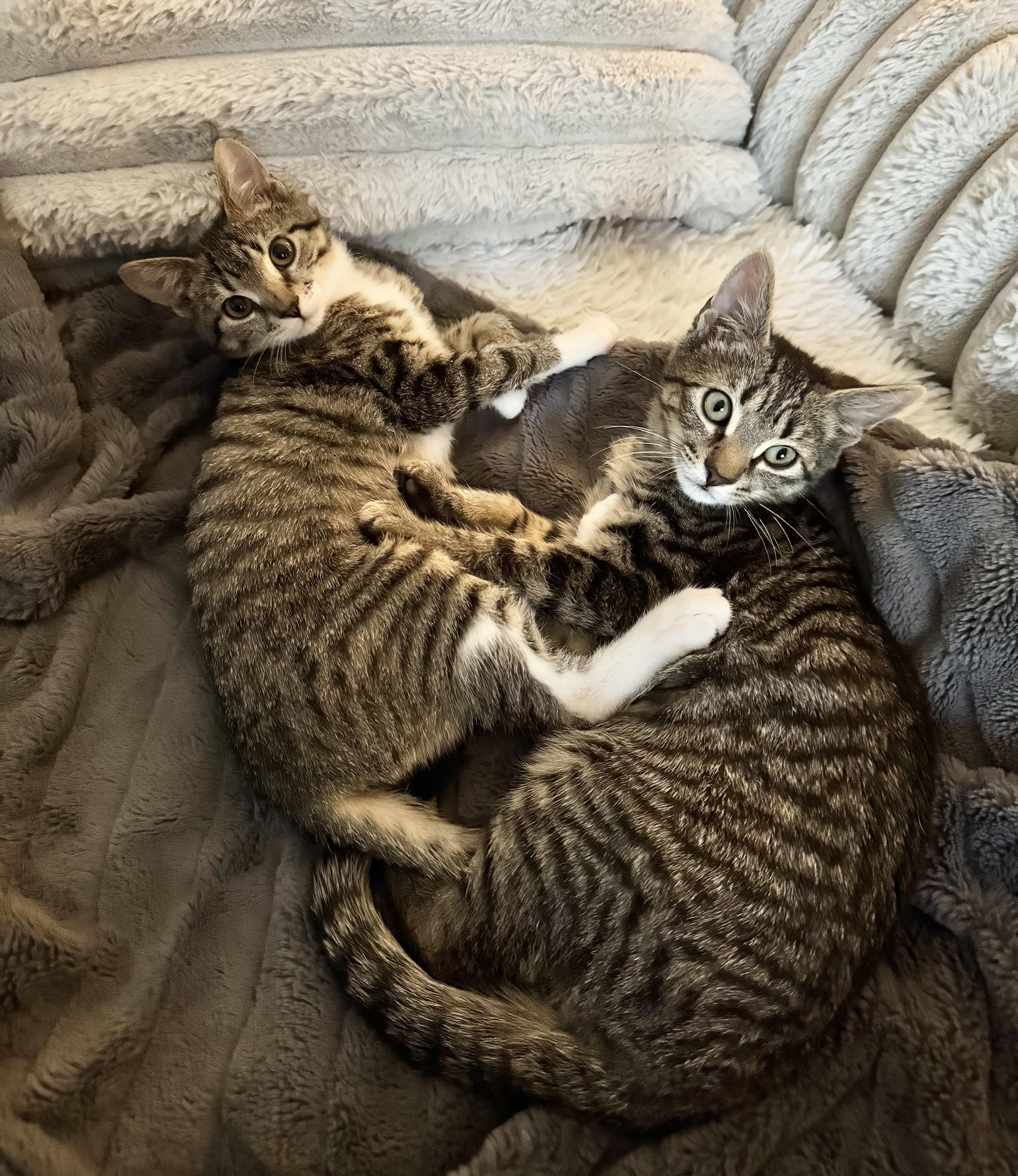 Meatball thumbnail 5