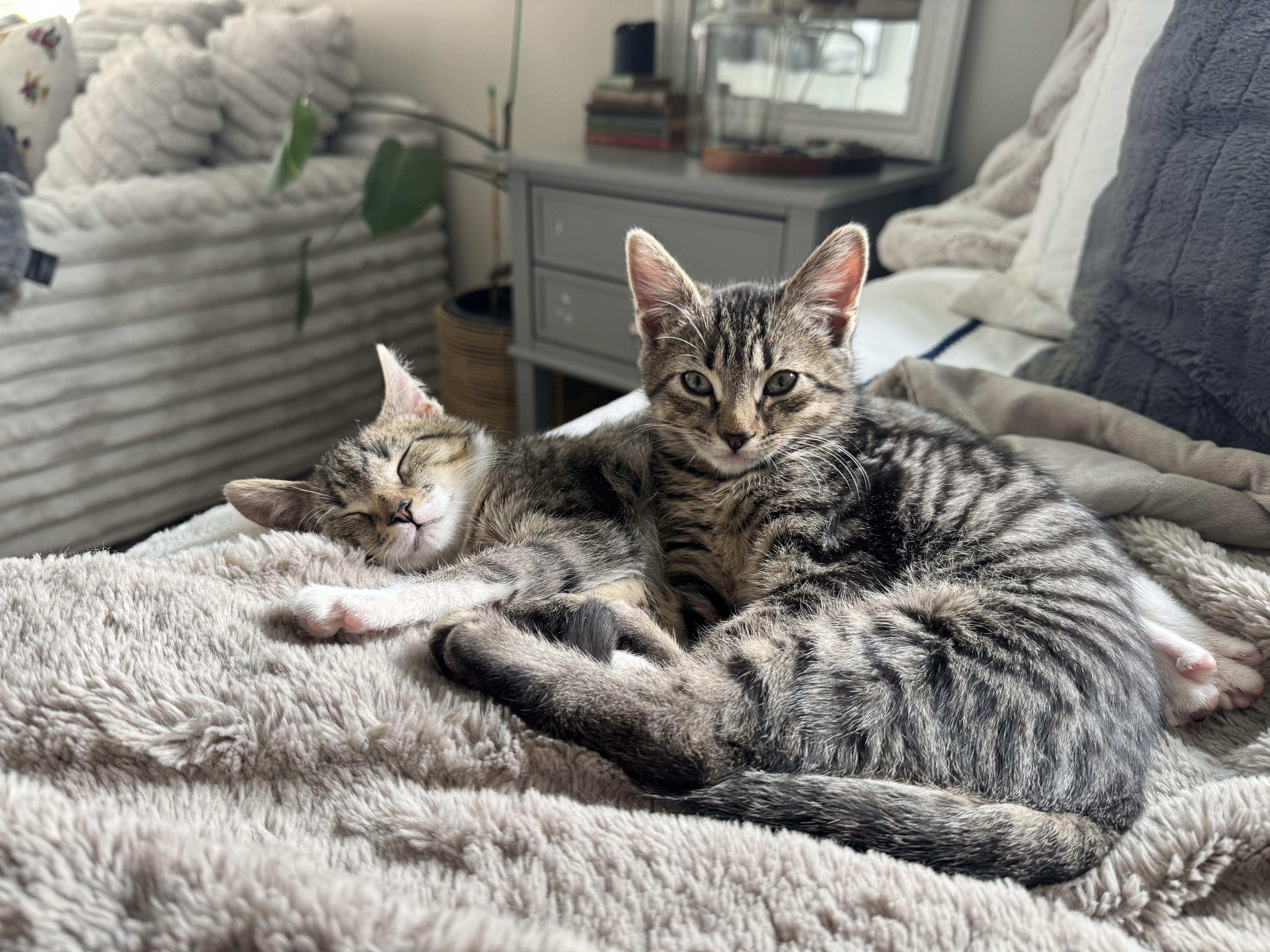 Meatball thumbnail 6