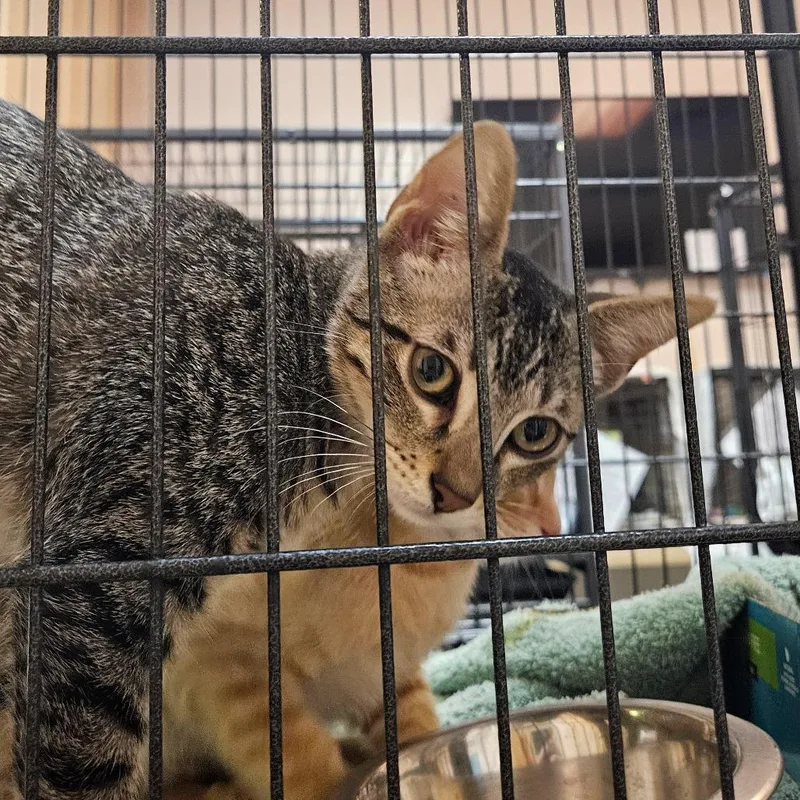 A baby small-sized female Brown / Chocolate Domestic Short Hair cat named Mist for adoption in Austin, TX