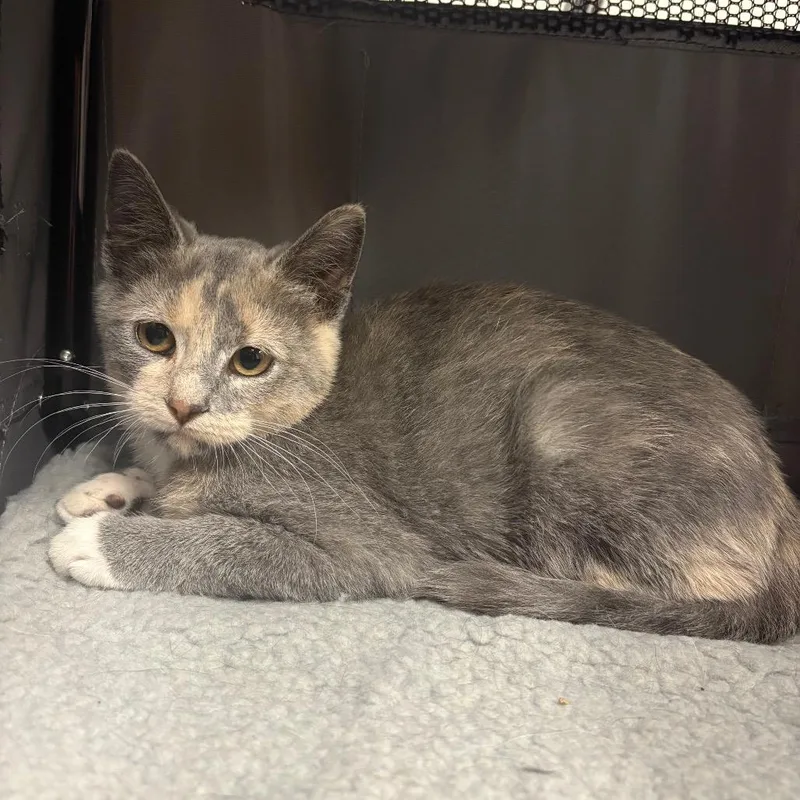 Stray Hold Blossom
