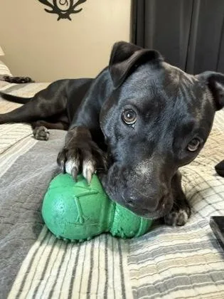 A young medium-sized female American Staffordshire Terrier dog named Evie for adoption in Malvern, PA