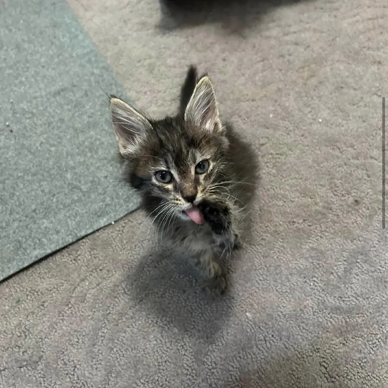 A baby small-sized male Brown / Chocolate Domestic Medium Hair cat named Chupa for adoption in Harrisonburg, VA
