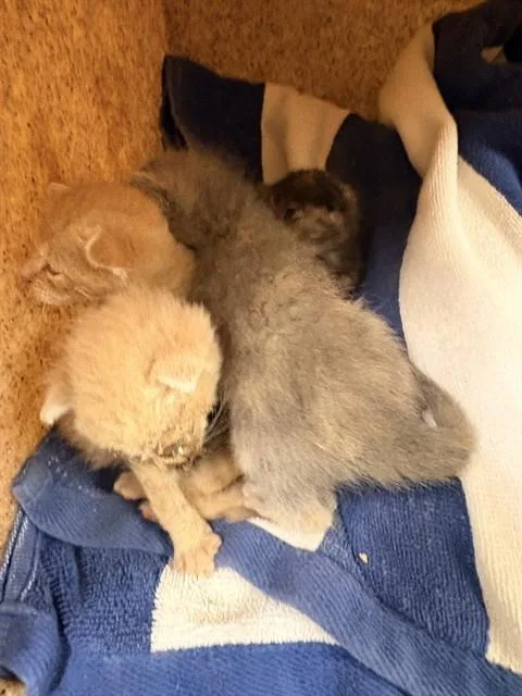 A baby small-sized female Domestic Short Hair cat named Oogie Boogie for adoption in Riverside, CA