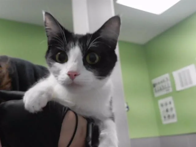 A young medium-sized female Domestic Short Hair cat named Princess for adoption in Omaha, NE