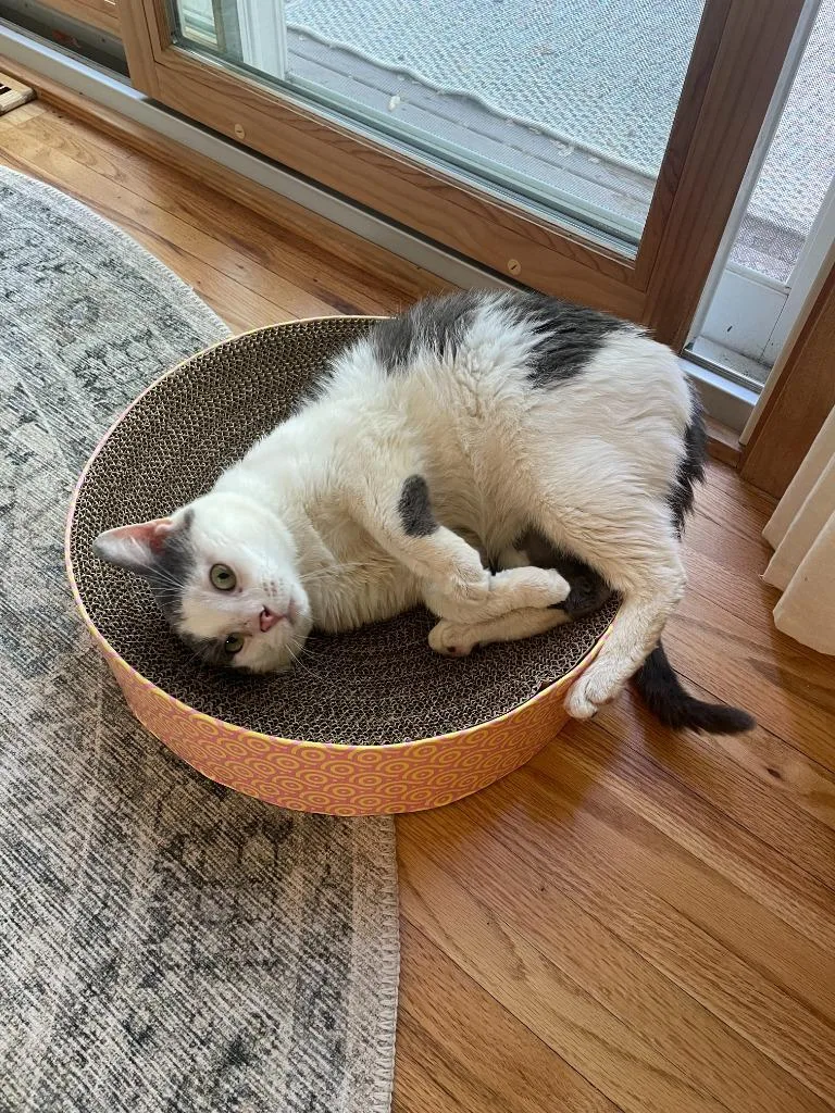 A young medium-sized male Domestic Short Hair cat named Momo for adoption in Minneapolis, MN