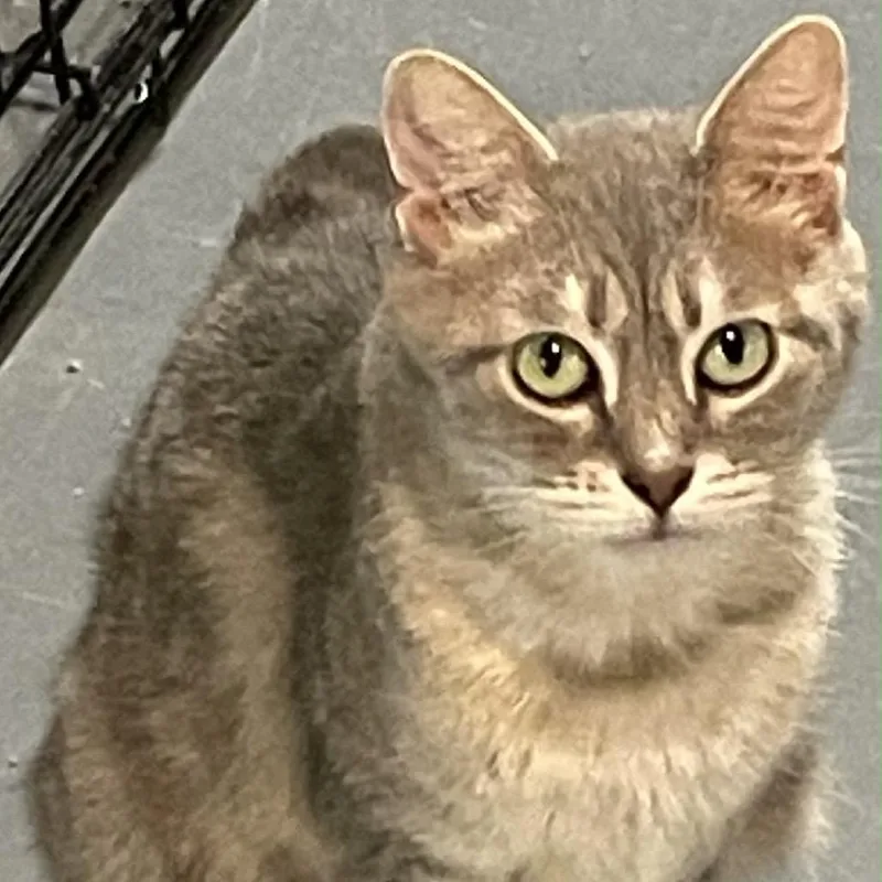 An adult small-sized female Gray / Blue / Silver Domestic Short Hair cat named Miss Bluebelle for adoption in Inwood, WV