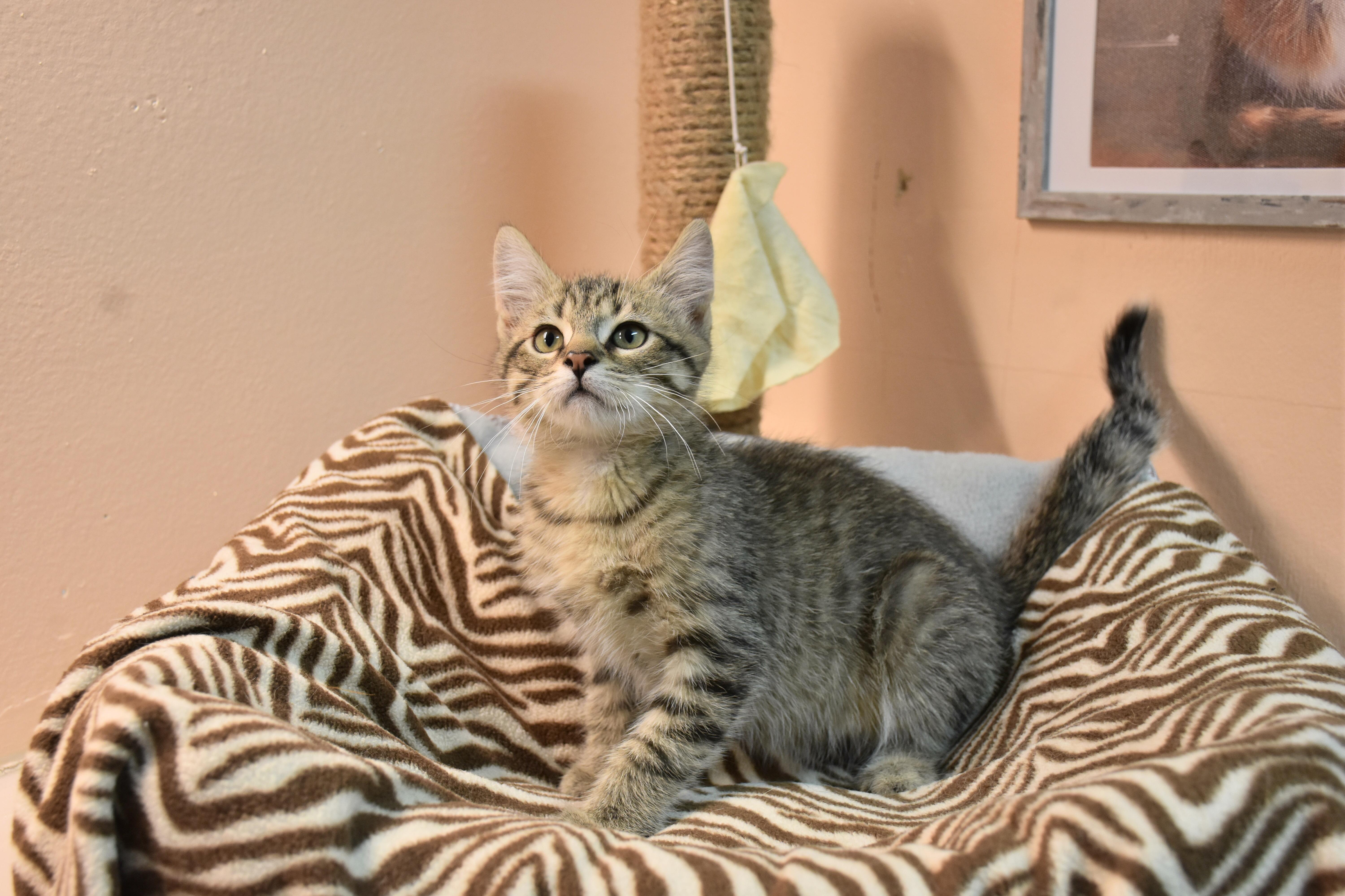 A baby small-sized male Tabby (Brown / Chocolate) Domestic Short Hair cat named Phame for adoption in North Judson, IN