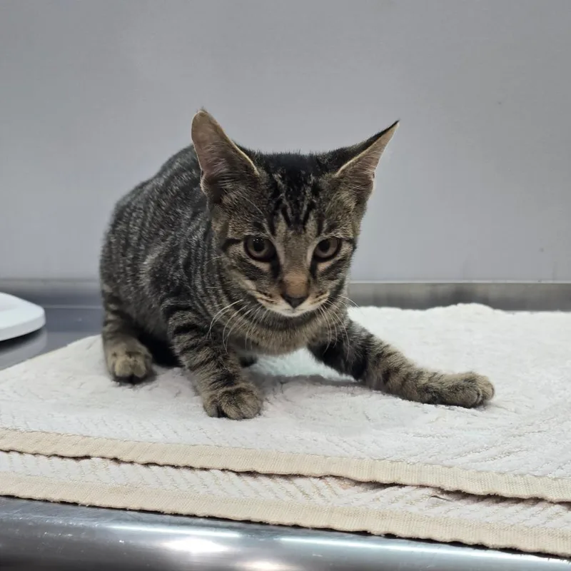 A baby medium-sized male Domestic Short Hair cat named Gatsby for adoption in Fairmont, WV