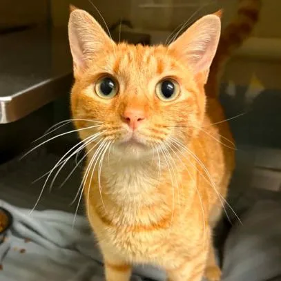 An adult medium-sized male Orange / Red Domestic Short Hair cat named Copper for adoption in Concord, NC