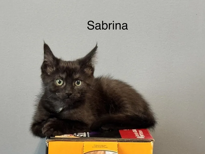 Sabrina