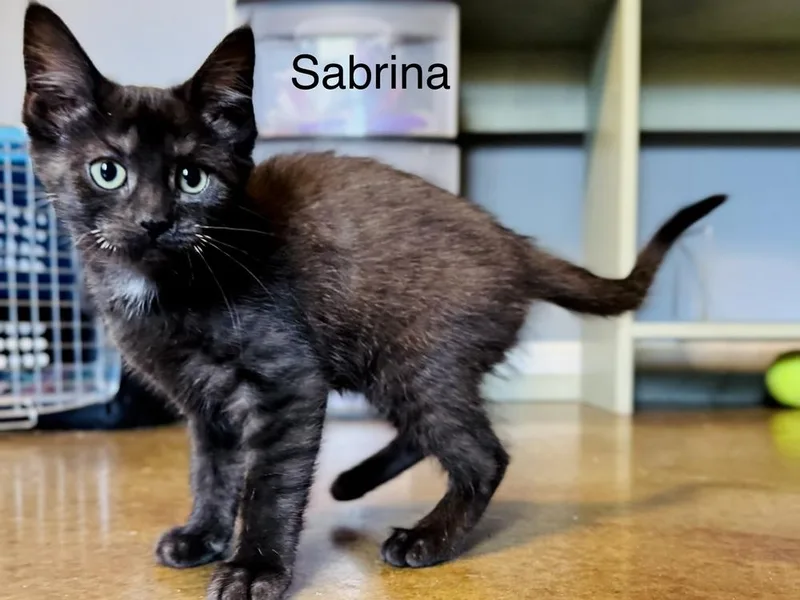Sabrina thumbnail 2