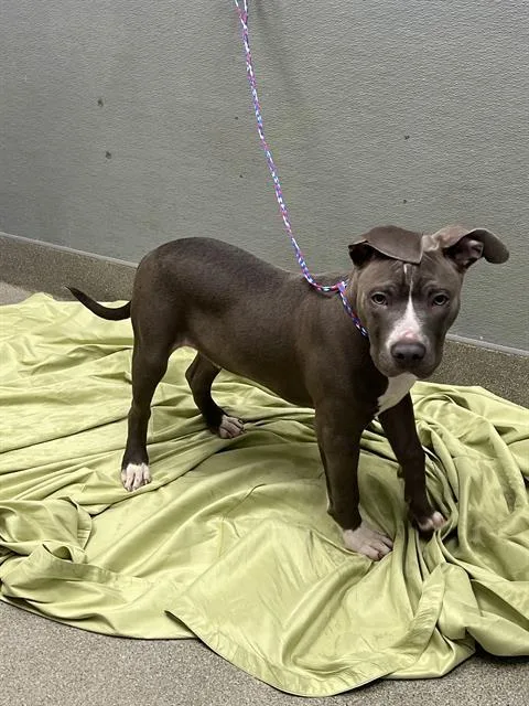 Goofy Puppy