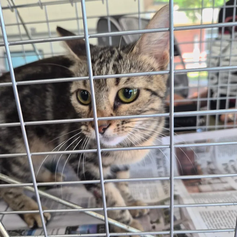 A baby small-sized female Brown / Chocolate Domestic Short Hair cat named Ravioli for adoption in Montgomery, AL