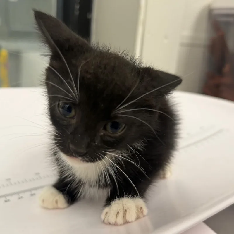 A baby small-sized male Black Domestic Short Hair cat named Balboa for adoption in Columbiana, AL