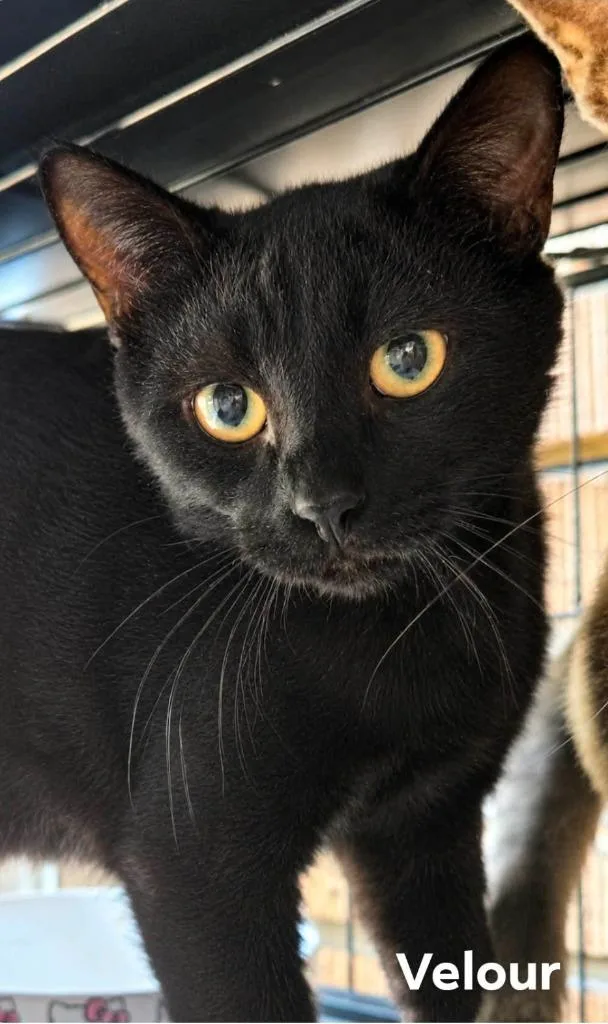 A young medium-sized male Domestic Short Hair cat named Velour for adoption in El Dorado, AR
