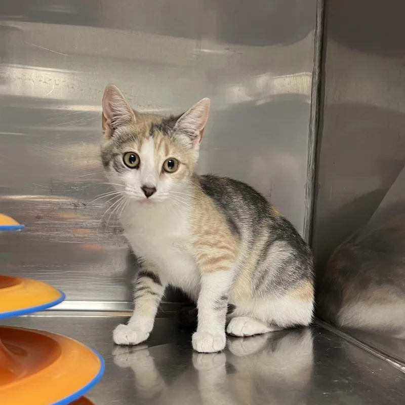 A baby medium-sized female Dilute Calico Domestic Short Hair cat named Liberty for adoption in Montville, NJ