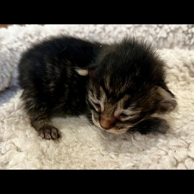 Koi thumbnail 3