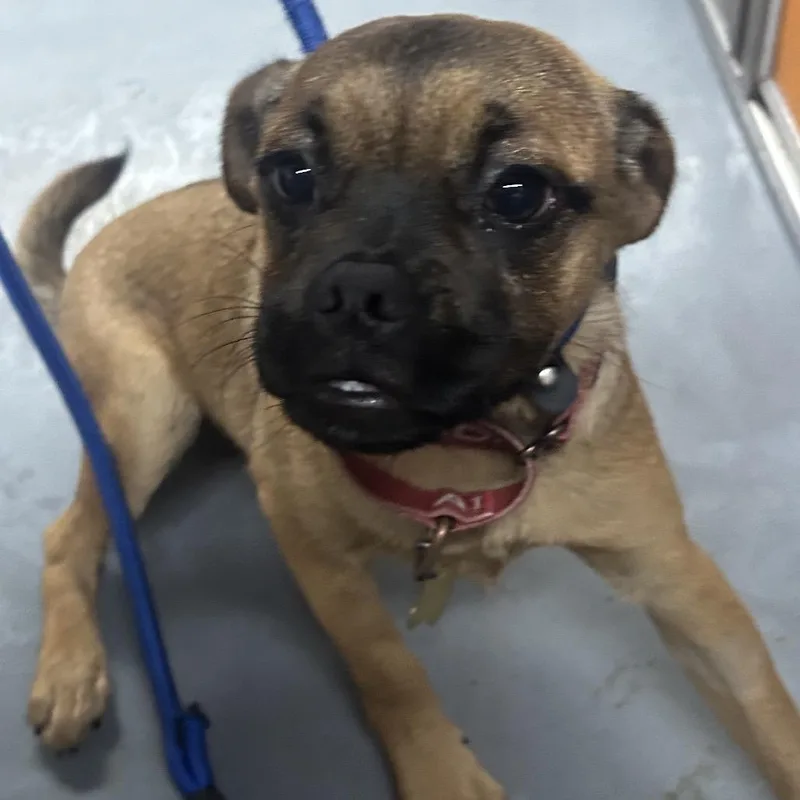 A young small-sized female Yellow / Tan / Blond / Fawn Pug dog named Ellie for adoption in Point Richmond, CA