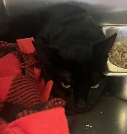 An adult small-sized male Domestic Short Hair cat named Mack for adoption in Beatrice, NE