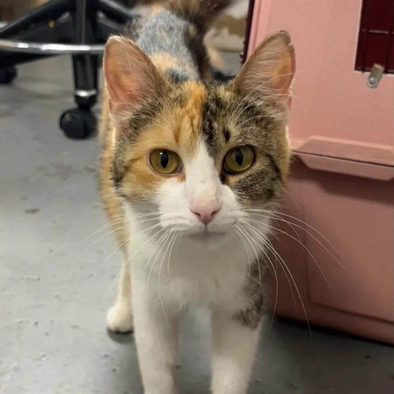 An adult medium-sized female Domestic Short Hair cat named Songbird for adoption in Minneapolis, MN