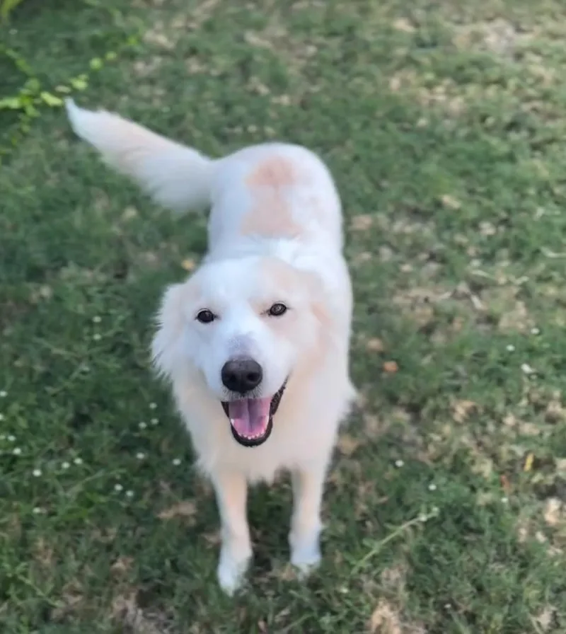 An adult medium-sized female Great Pyrenees dog named Cece for adoption in Garland, TX