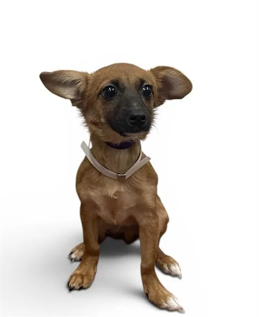A baby medium-sized male Chihuahua dog named Chico for adoption in Agoura, CA