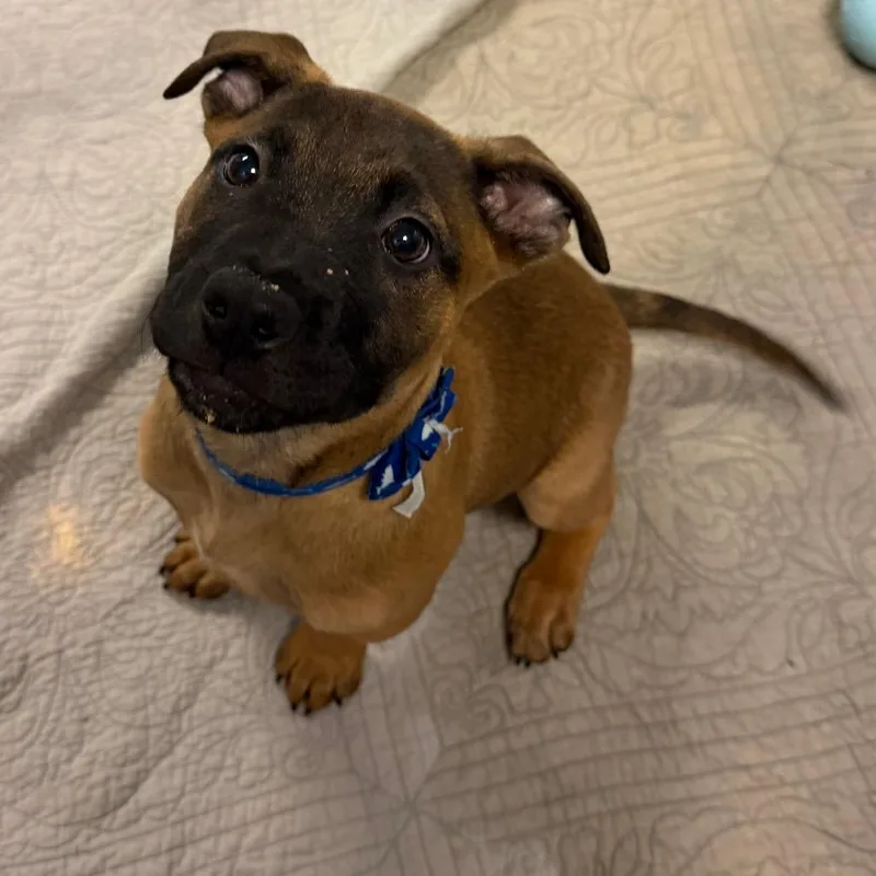 A baby small-sized male Brown / Chocolate Mixed Breed dog named Monty for adoption in Columbus, GA