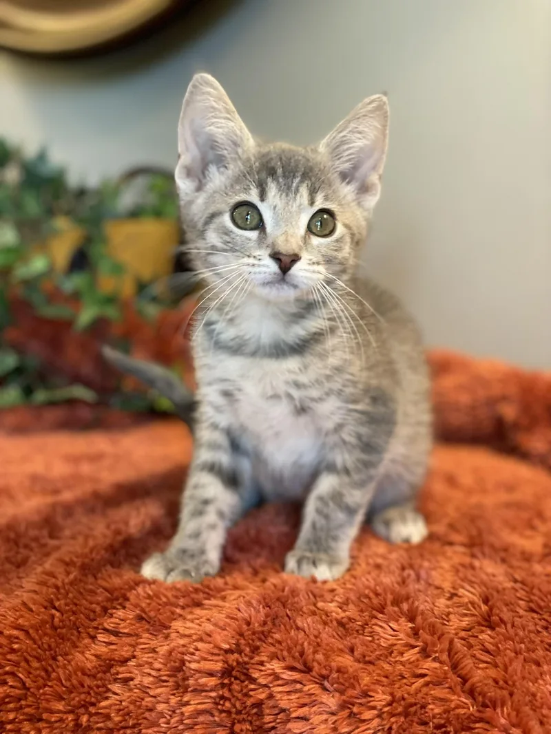 A baby medium-sized male Tabby (Gray / Blue / Silver) Tabby cat named Pebble for adoption in Taylor, MI