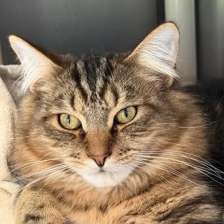 A young medium-sized male Domestic Medium Hair cat named Brownie for adoption in Honesdale, PA