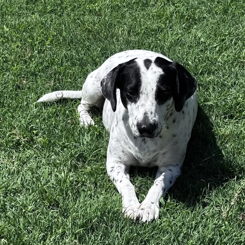 A young medium-sized female German Shorthaired Pointer dog named May for adoption in Pottsboro, TX