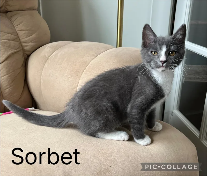 A baby small-sized male Gray & White Domestic Short Hair cat named Sorbet for adoption in Newberg, OR