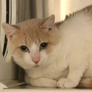 An adult medium-sized male Buff & White Domestic Short Hair cat named 26-01104 for adoption in Fredericksburg, VA
