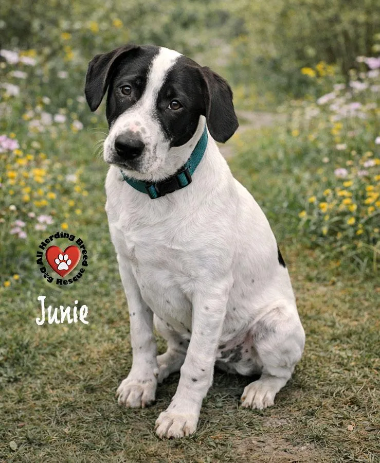 A baby large-sized female Black Great Pyrenees dog named Junie for adoption in Joliet, IL