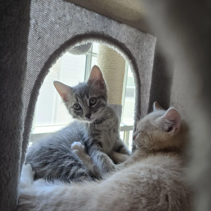 A baby medium-sized female Tabby (Gray / Blue / Silver) Tabby cat named Gracie for adoption in Woodbridge, NJ