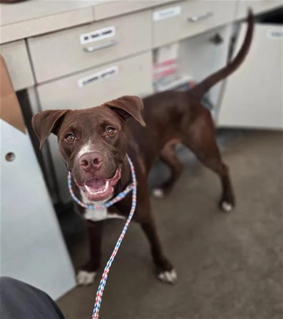 A young medium-sized female Mixed Breed dog named Galen for adoption in Dallas, TX