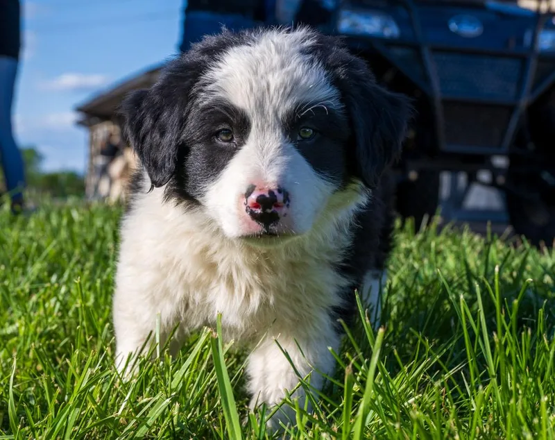 A baby medium-sized male Bernese Mountain Dog dog named Pickles for adoption in Havertown, PA