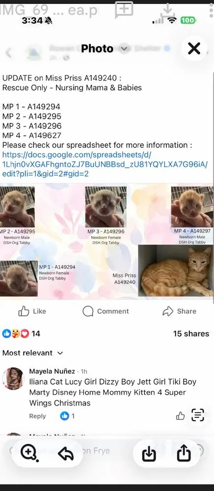 An adult medium-sized female Orange & White Domestic Short Hair cat named Priss for adoption in Salisbury, NC